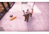 Animal Shelter 2