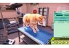 Animal Shelter 2